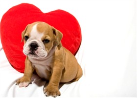 VALENTINE'S DAY PET TREATS